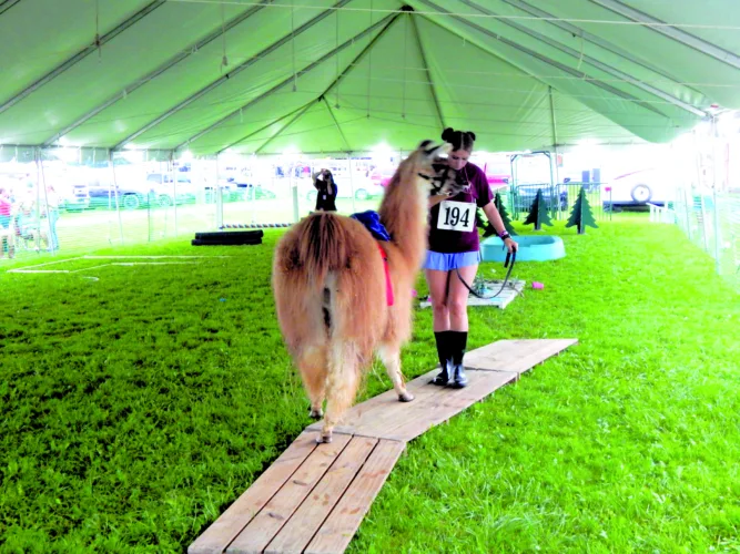 Llamas pack loads of love at Canfield Fair